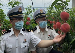 石家莊海關(guān)組織專(zhuān)家“一對(duì)一”進(jìn)行政策指導(dǎo)助力河北鮮桃出口中亞