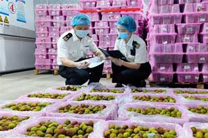 深圳海關(guān)多舉措助嶺南荔枝“搶鮮出口”