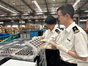鮮味直達(dá) 寧波空港口岸今年首批楊梅出口，從采摘到運抵香港全程不超過24小時
