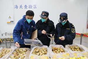 4355噸新西蘭奇異果自東莞港進口