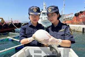 煙臺河豚爭“鮮”出海