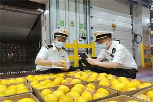 深圳海關(guān)暢通特色農(nóng)產(chǎn)品出口“快車道”