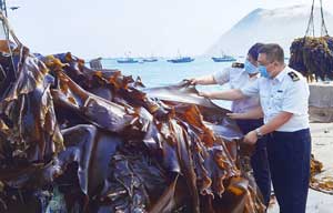 大欽島海帶迎來出口季
