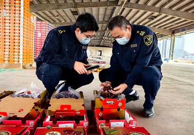 “洋年貨”上新！2222.3噸進(jìn)口櫻桃通關(guān)（圖）