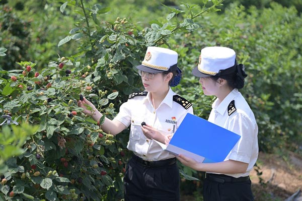 小黑莓種出“莓”好生活 - 揚(yáng)州海關(guān)支持轄區(qū)特色農(nóng)產(chǎn)品出口