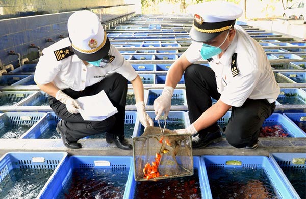 “云簽發(fā)”助力觀賞魚“游”向世界