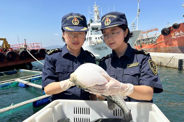 煙臺河豚爭“鮮”出海