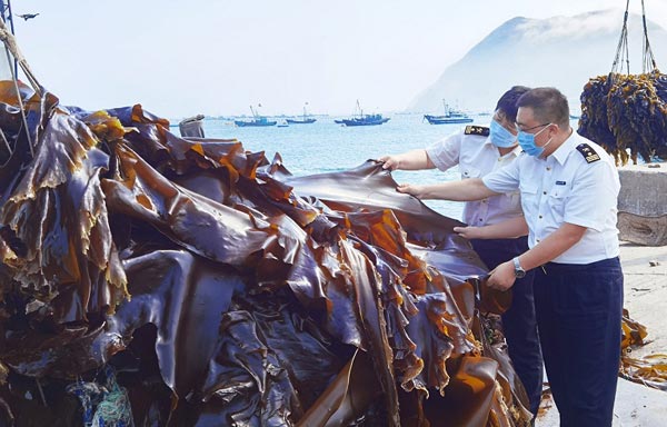 大欽島海帶迎來出口季