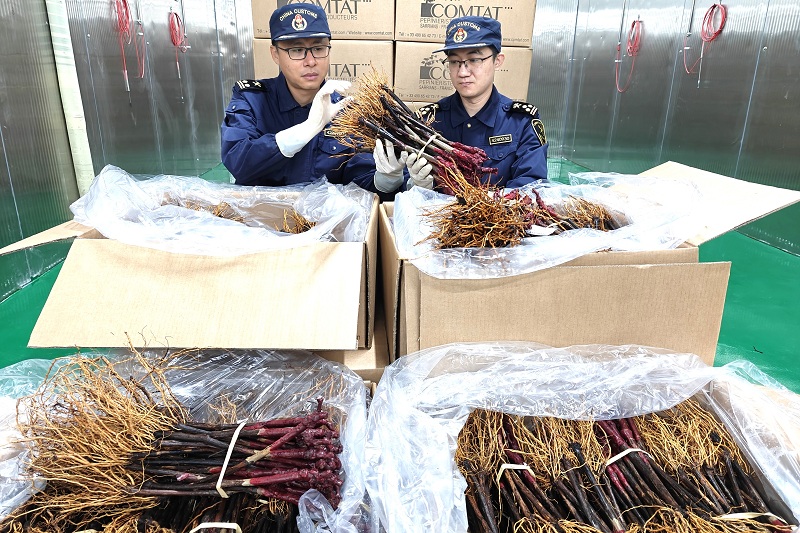 1.56萬株法國葡萄苗經(jīng)青島空港進境（圖）