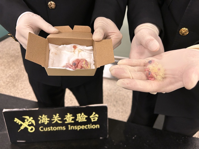 廈門(mén)機(jī)場(chǎng)海關(guān)在入境旅檢渠道查獲瀕危的太陽(yáng)錐尾鸚鵡雛鳥(niǎo)+趙蓉?cái)z++(3)
