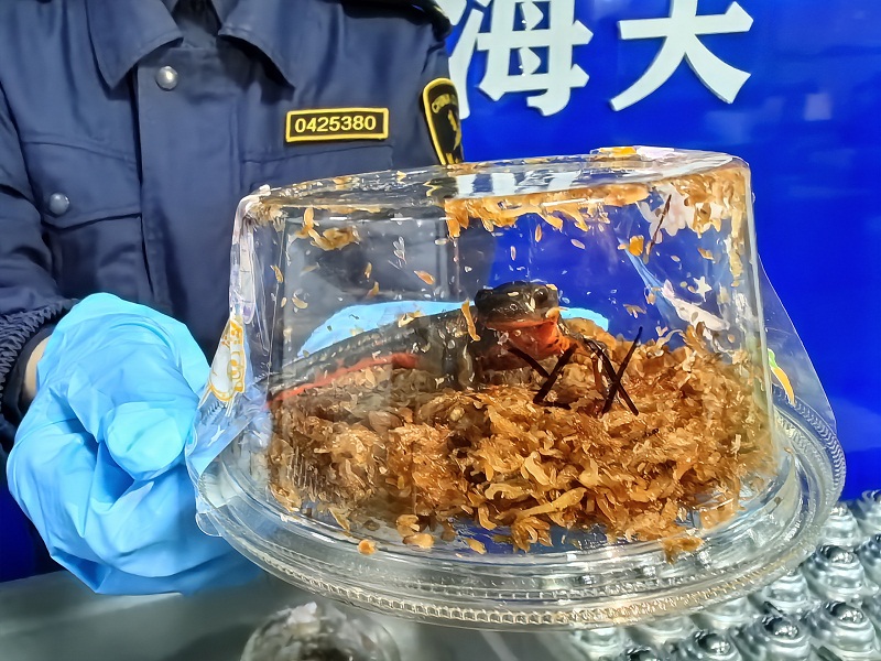 2025年3月，石家莊海關(guān)所屬石家莊機(jī)場海關(guān)在進(jìn)境郵件中查獲的劍尾蠑螈。曹子淇攝