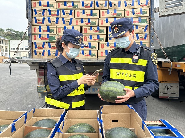 海關(guān)關(guān)員在河口公路口岸對進口越南水果開展查驗+高淑曄+攝