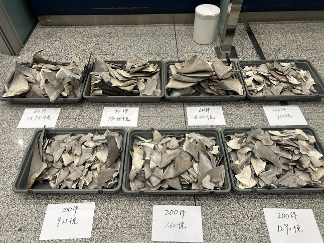 圖為：首都機(jī)場(chǎng)海關(guān)查獲鯊魚翅、鱉裙邊+梁益菲